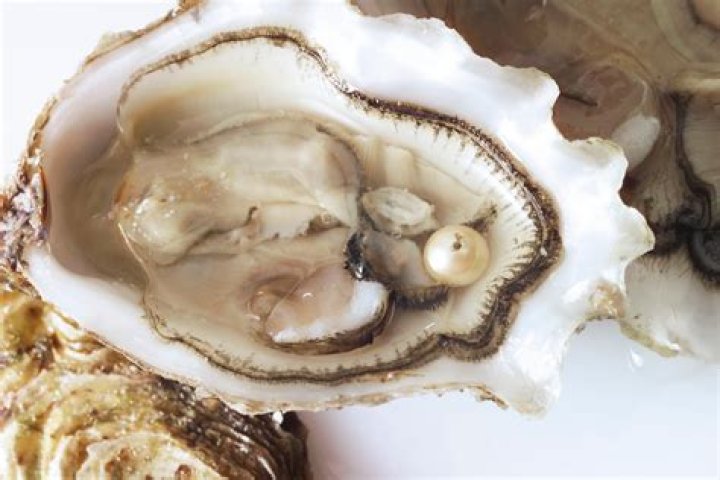 Are pearl shells alive?