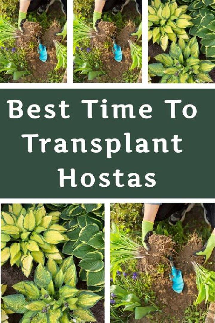 Can I transplant hostas in the summer?