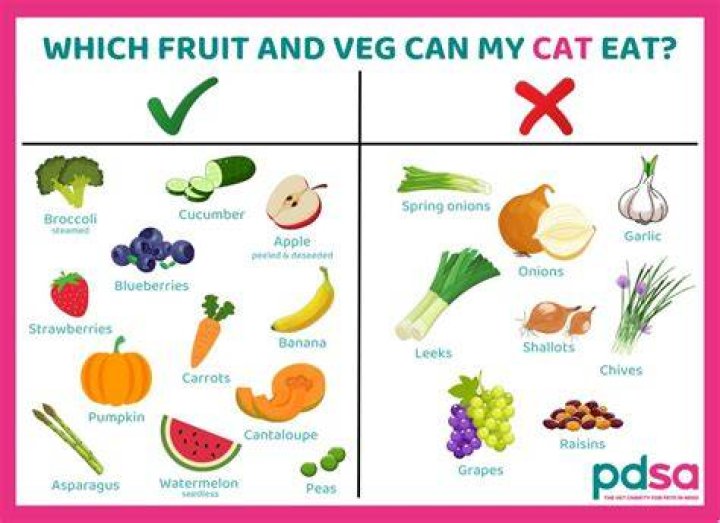 Can you give cats human Pedialyte?