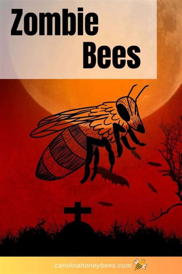 Can zombie bees infect humans?