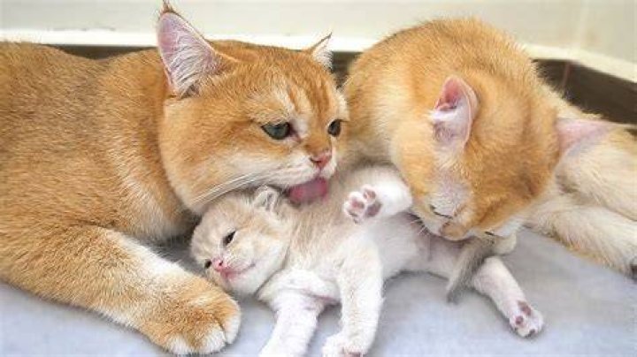 Do cat dads know their kittens?