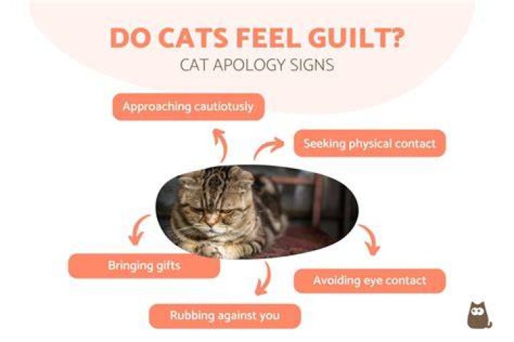 Do cats feel neglected?
