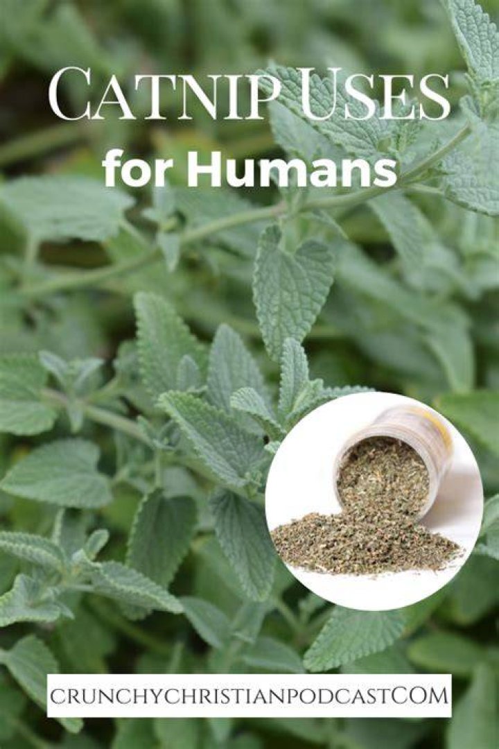 How do humans use catnip herb?