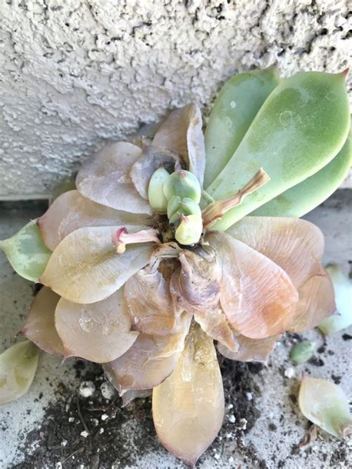 How do I protect my succulents outside?