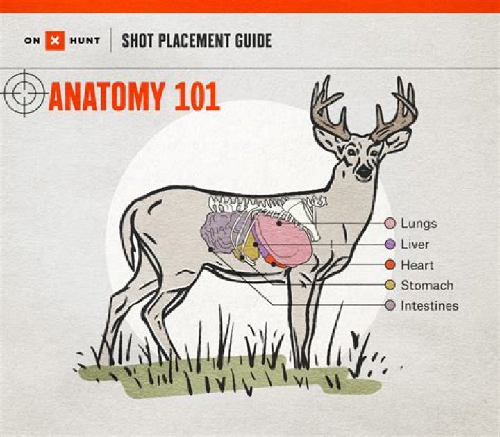How do you gain a deer's trust?