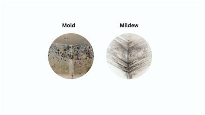 How do you mold a paper with starch?