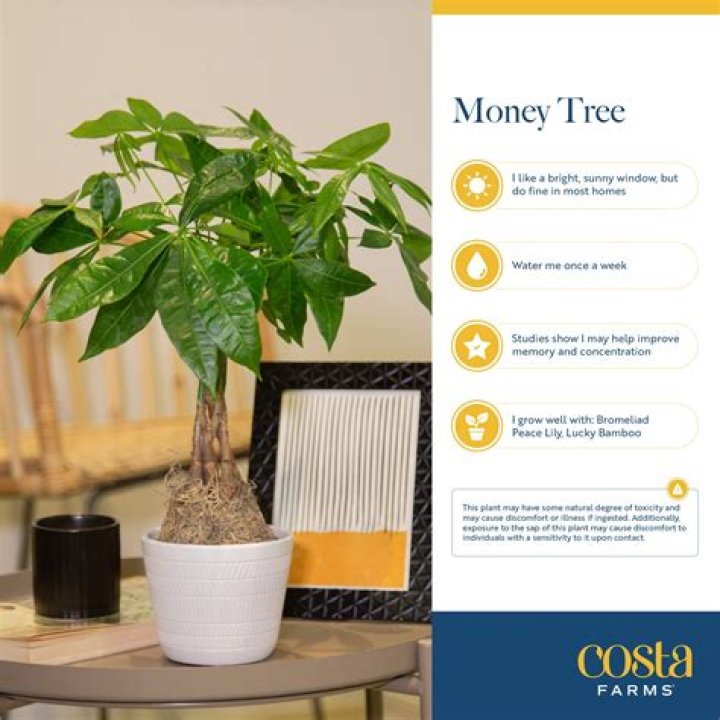 How long does a money plant live?
