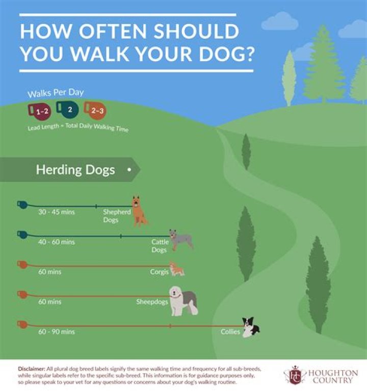 How often does a dog need to go out?