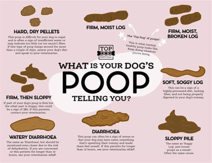How often should a 3 month old puppy poop?