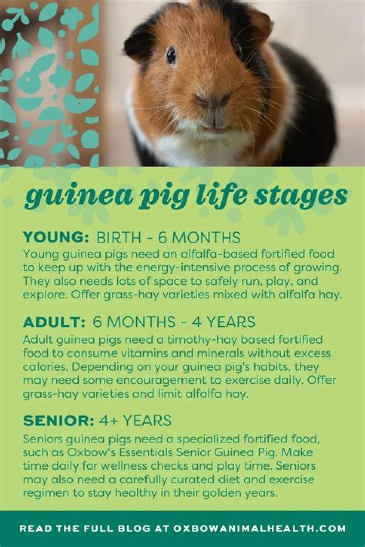 How smart is a guinea pig?