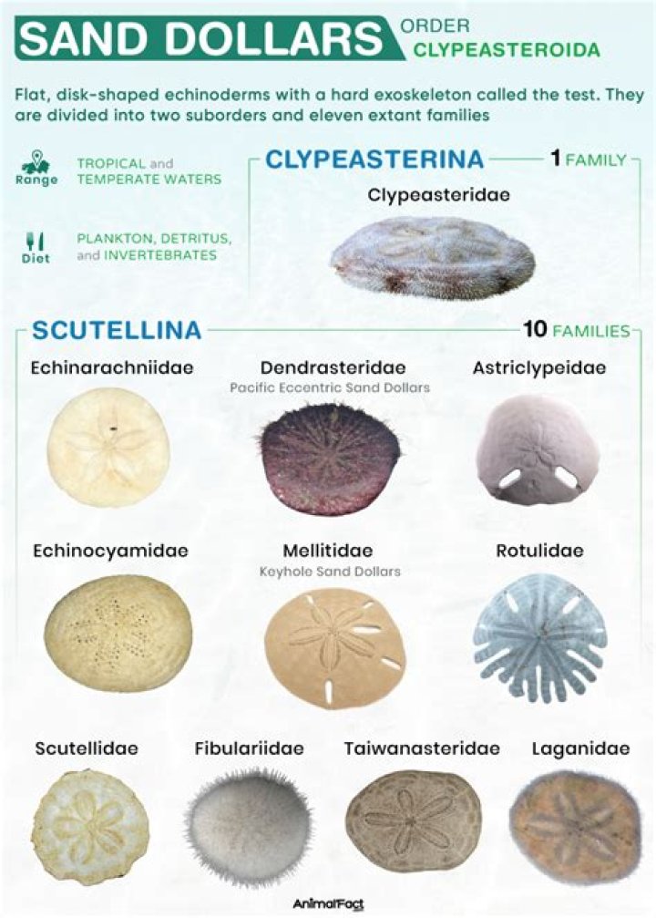 Is a sand dollar a starfish?