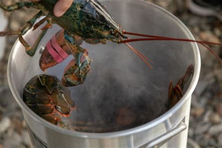 Is boiling lobsters alive illegal in the US?