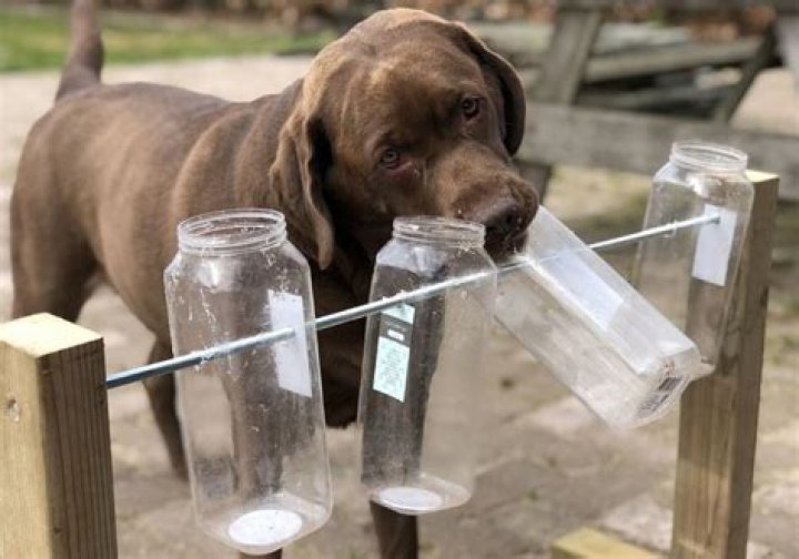 Is it OK to leave dog food out all day?