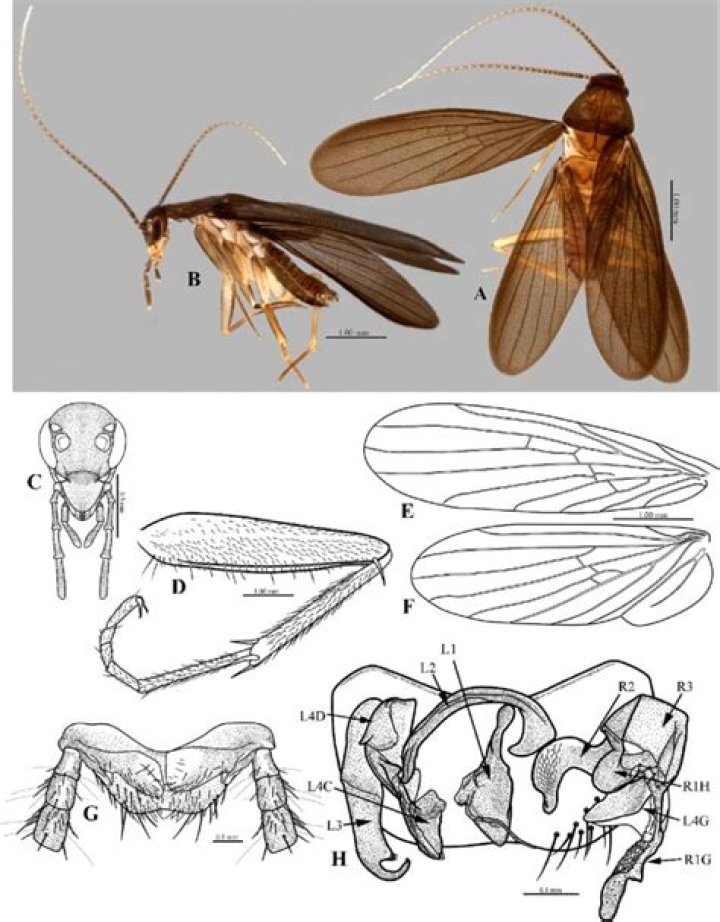 Is Uber a Pheromosa?