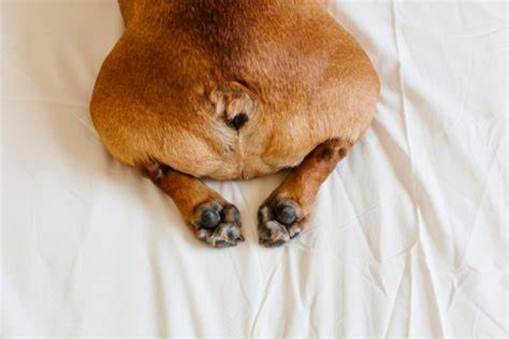 Should I wipe my dogs bum?
