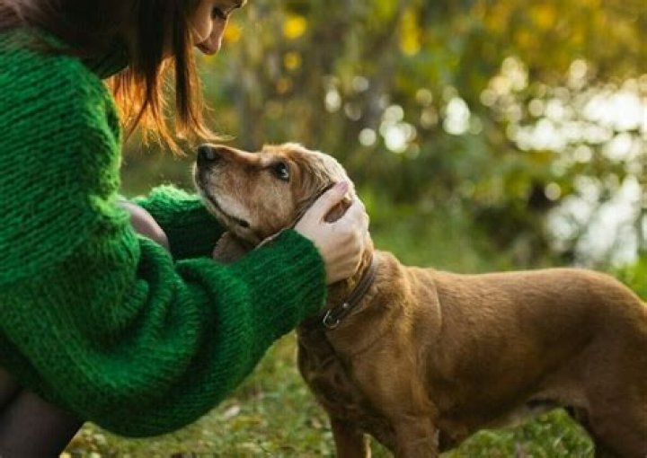 What do dogs feel when you pet?