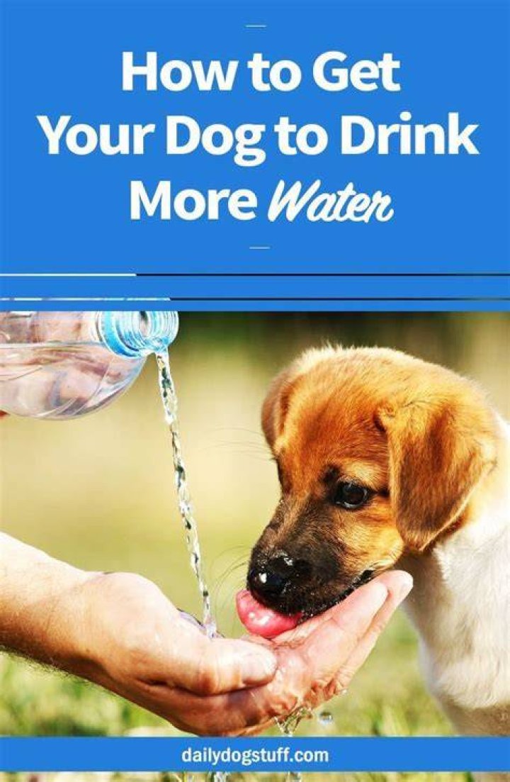 What if my dog drinks soapy water?