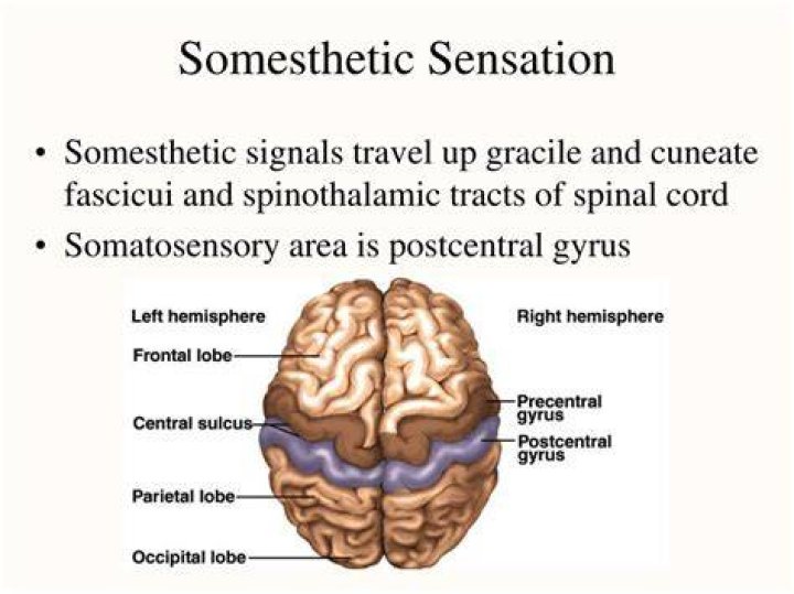 What is Somesthetic sensation?