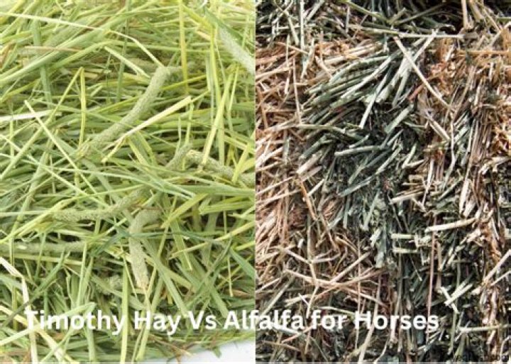 What is the difference between timothy hay and alfalfa?