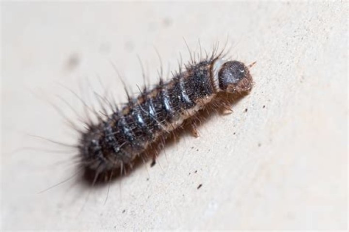 What kills worms in carpet?