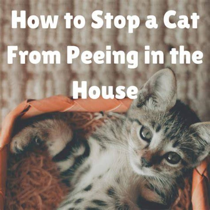 What stops cats peeing in the house?