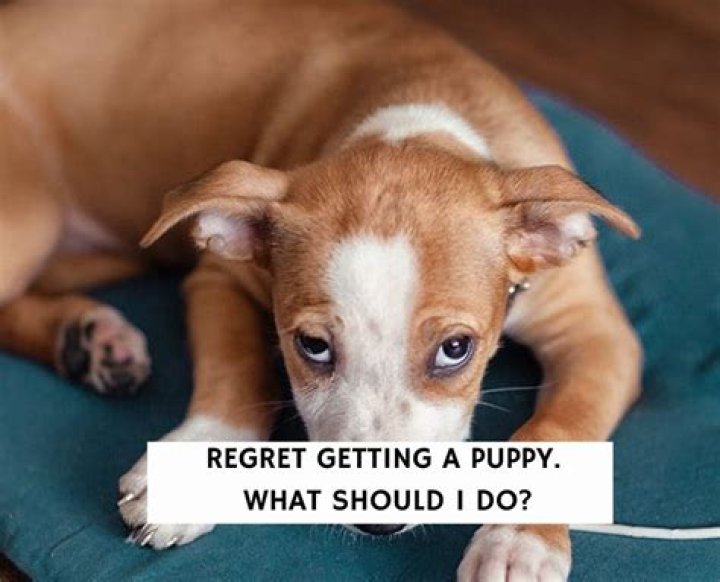 Why do I regret getting a dog?