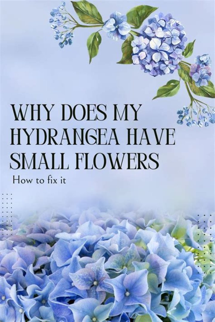 Why does my hydrangea have small flowers?