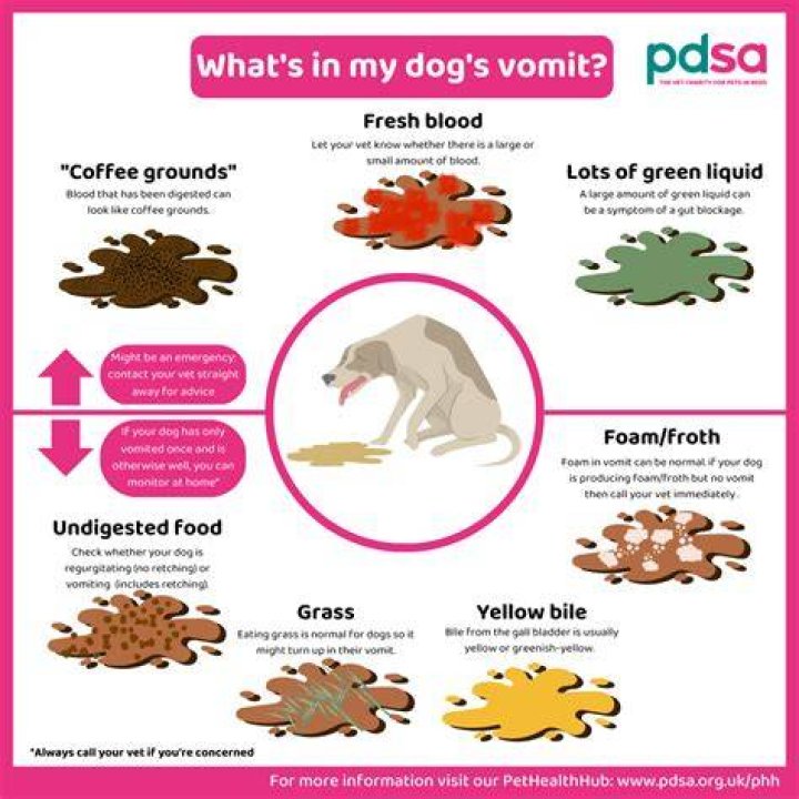 Why is my dog throwing up yellow foam and having diarrhea?