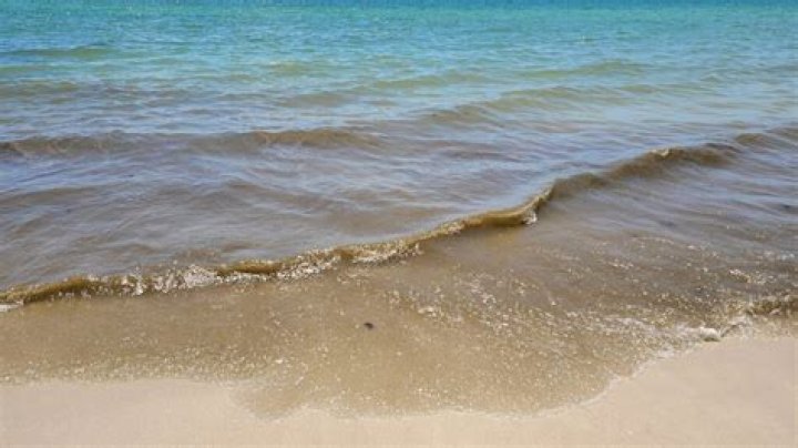 Why is ocean water brown?